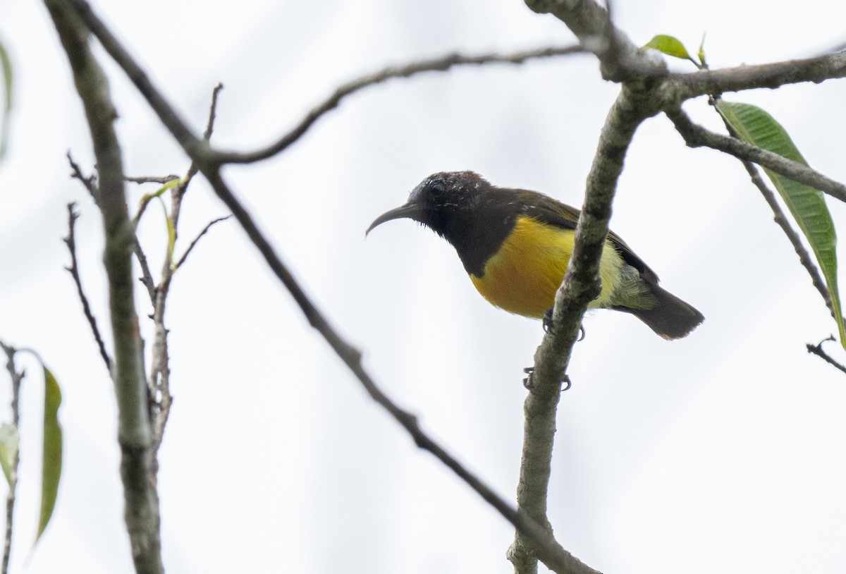 Maroon-naped Sunbird - ML611215352