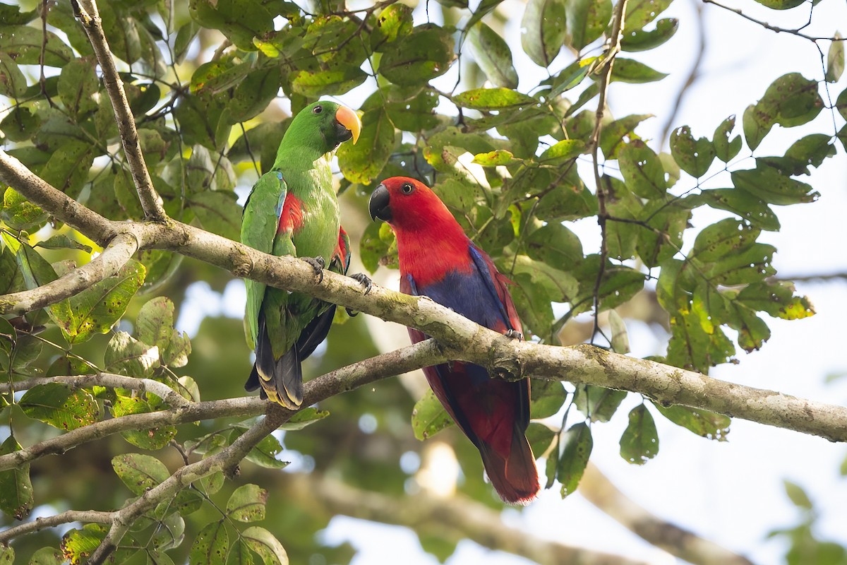 Papuan Eclectus - ML611215363