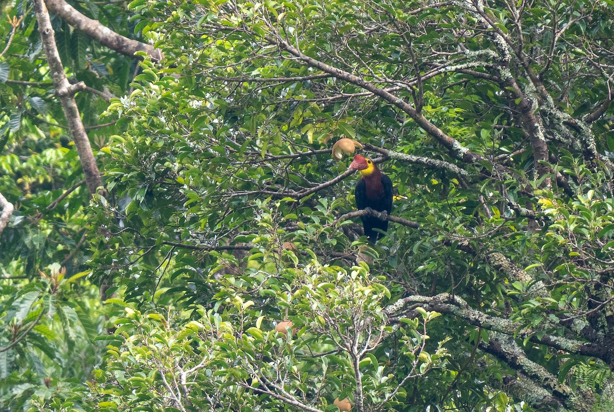 Writhe-billed Hornbill - ML611215497