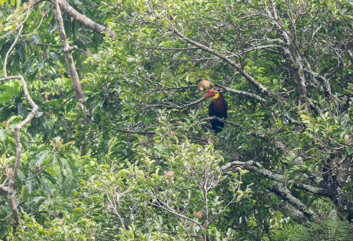 Writhe-billed Hornbill - ML611215498