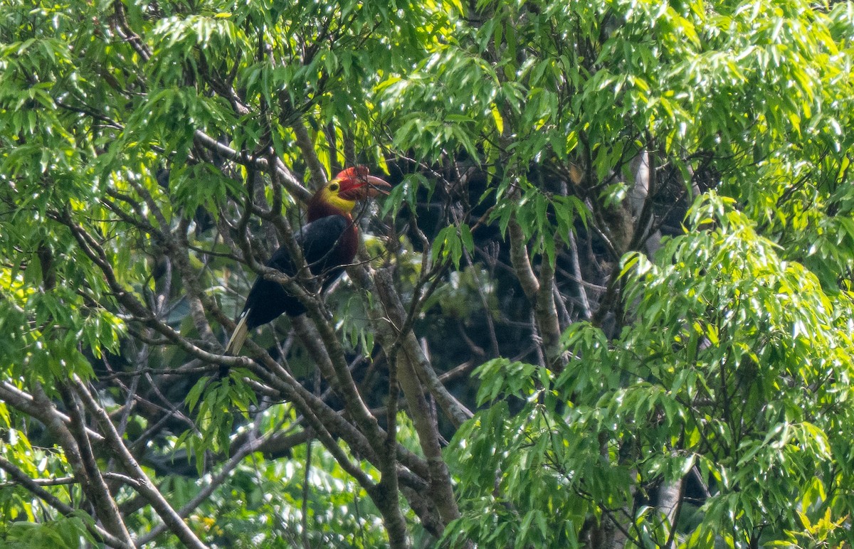 Writhe-billed Hornbill - Forest Botial-Jarvis