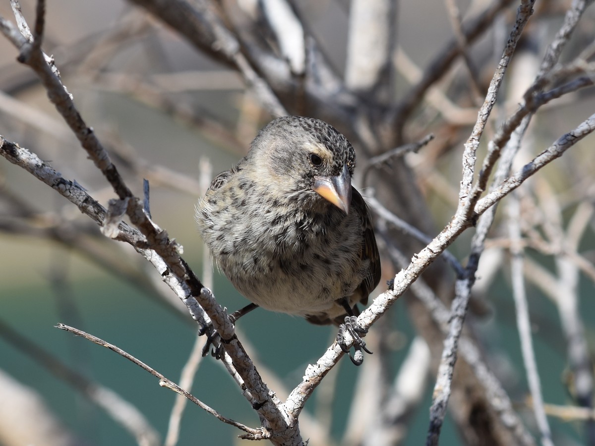 Medium Ground-Finch - ML611215504