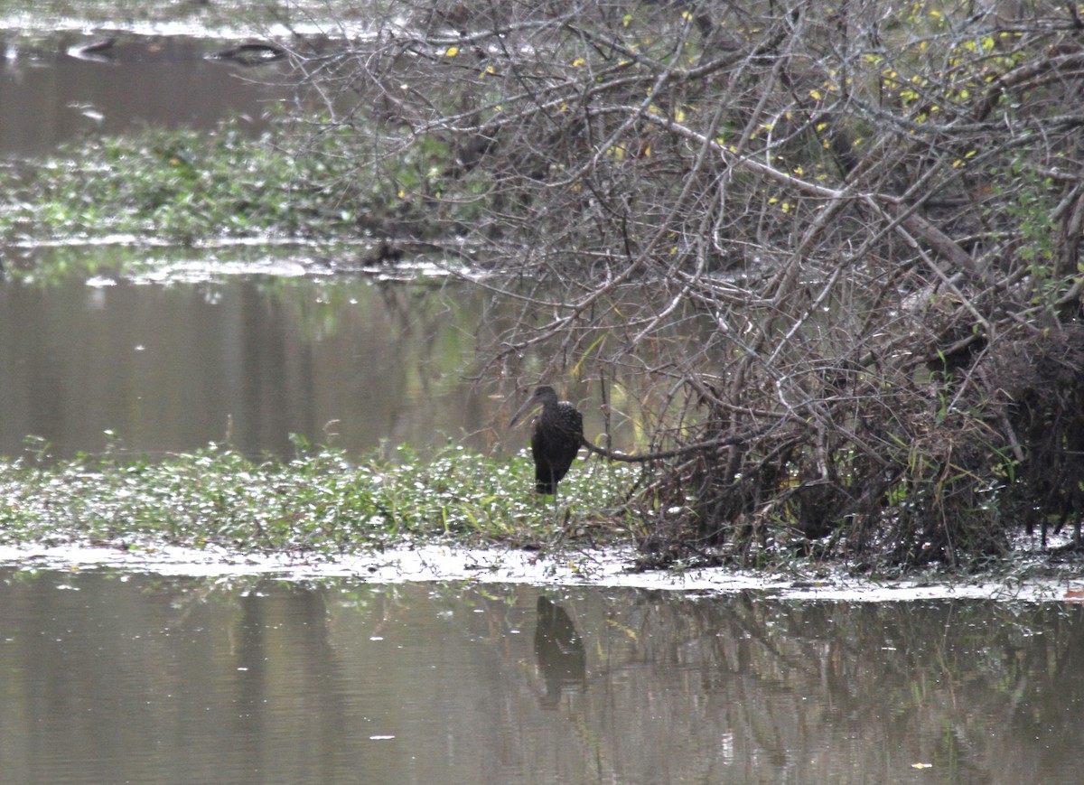 Limpkin - ML611215531