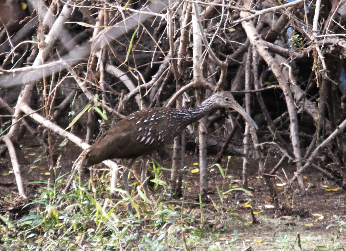 Limpkin - ML611215533