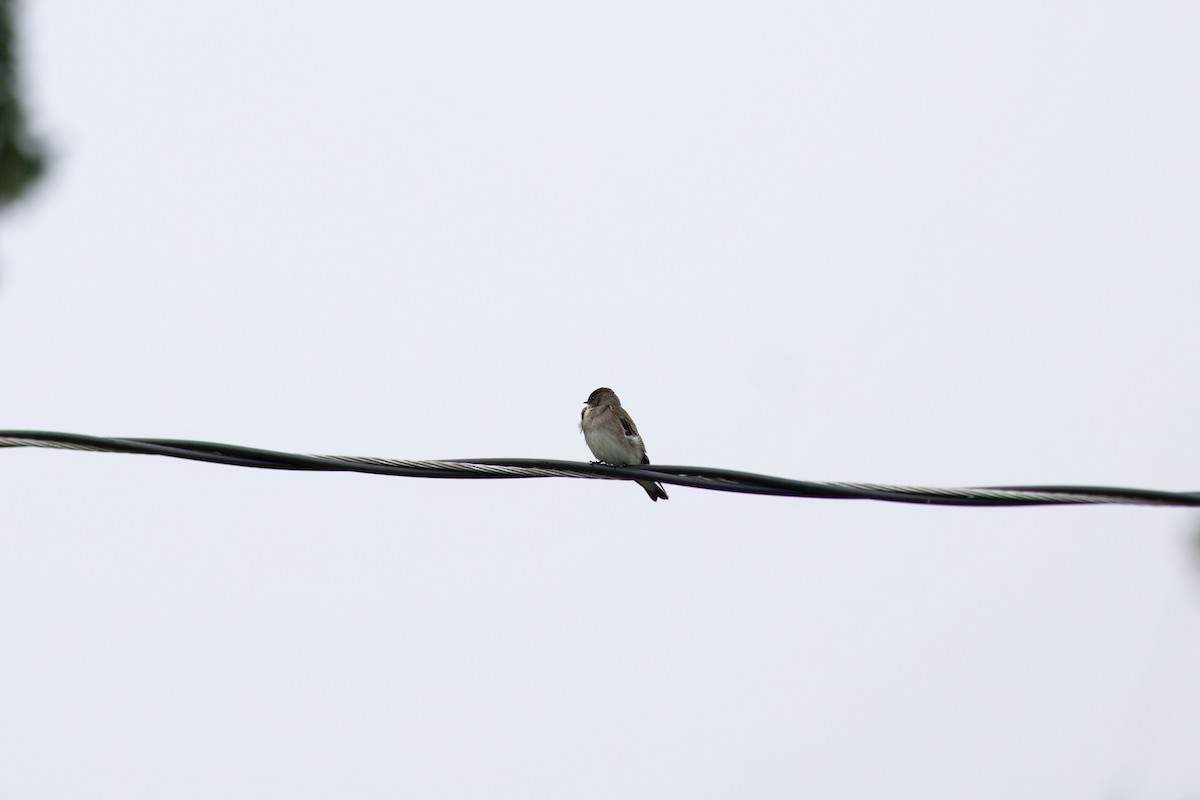 Northern Rough-winged Swallow - ML611215630