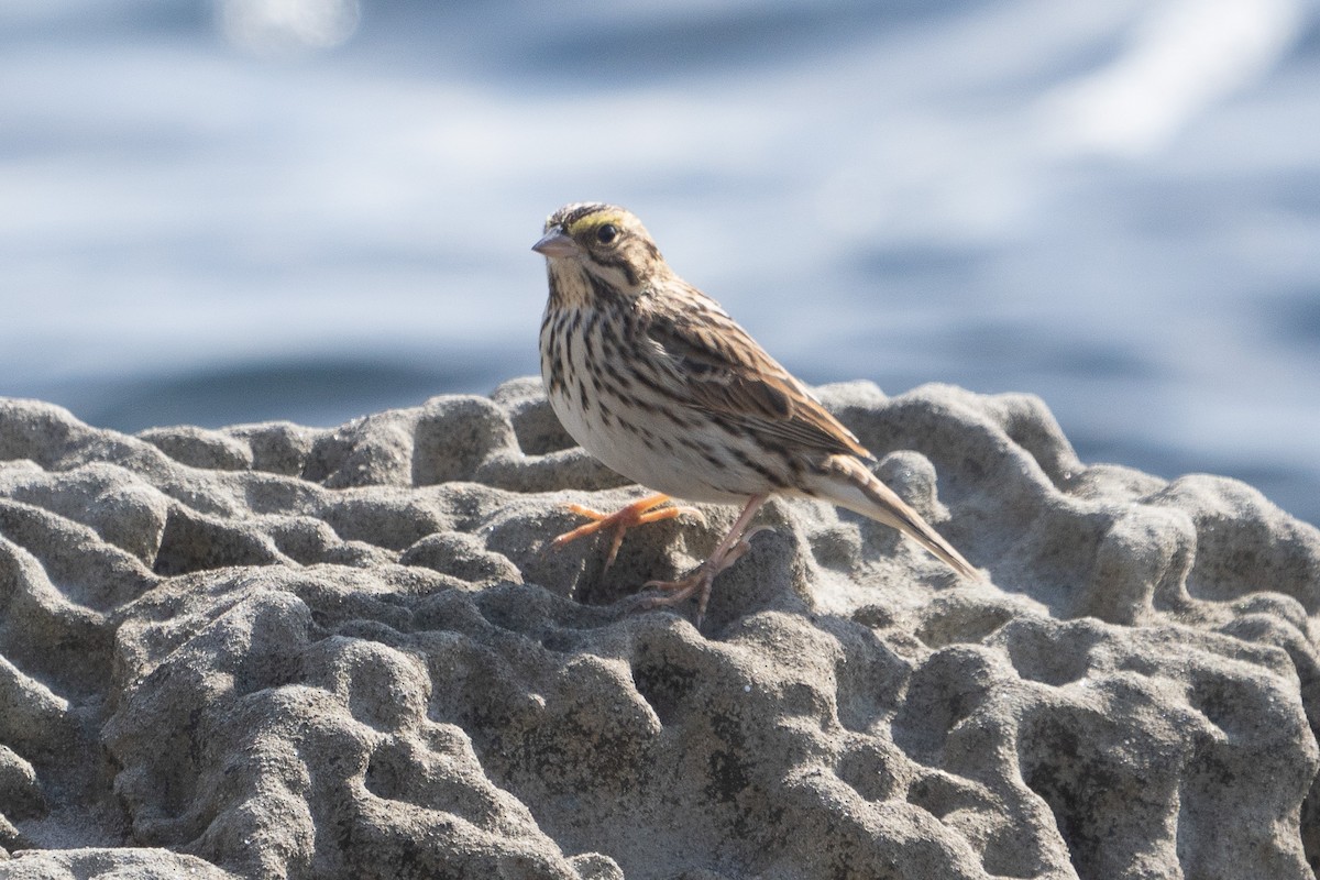 Savannah Sparrow - Elliott Bury