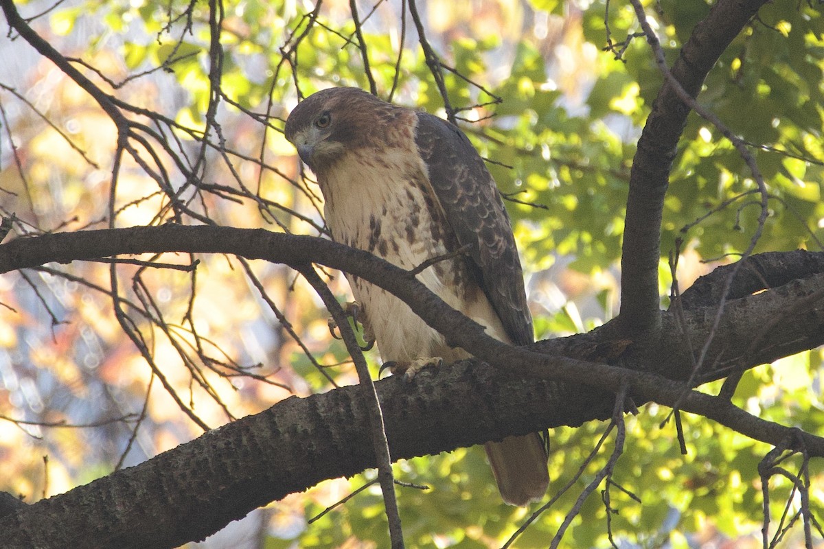 Red-tailed Hawk - ML611215728