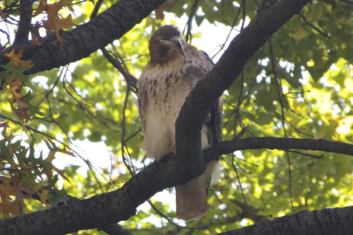 Red-tailed Hawk - Alyssa Bueno