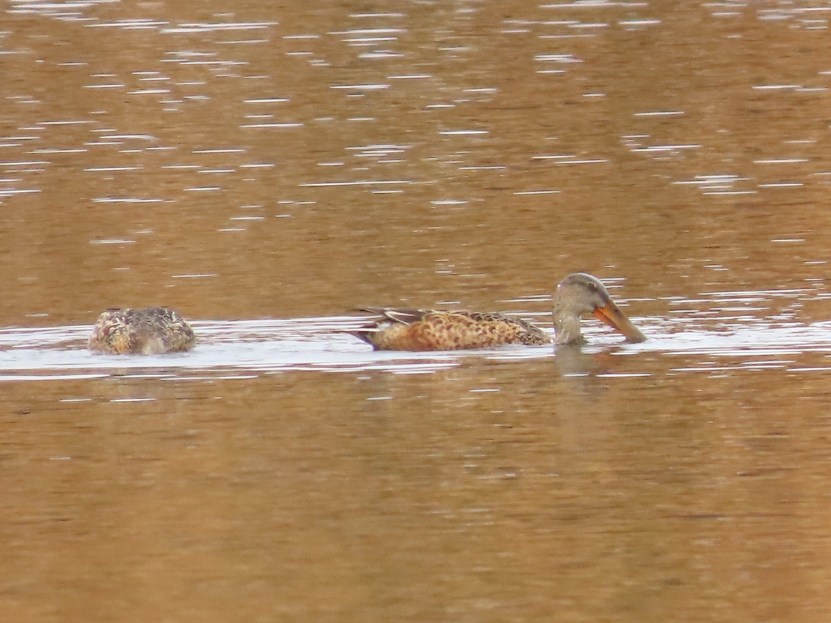 Northern Shoveler - ML611215798