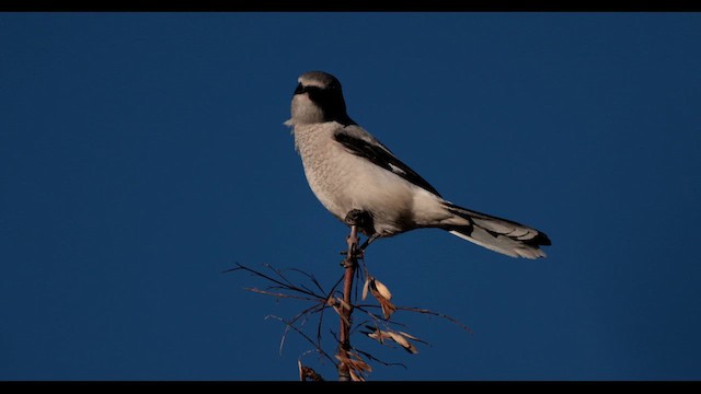 Northern Shrike - ML611215805