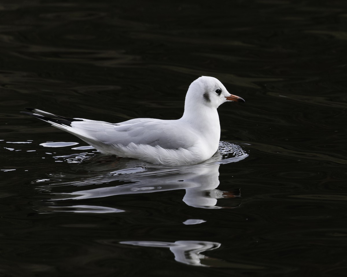 Mouette rieuse - ML611215892