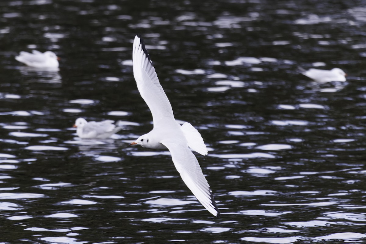 Mouette rieuse - ML611215893