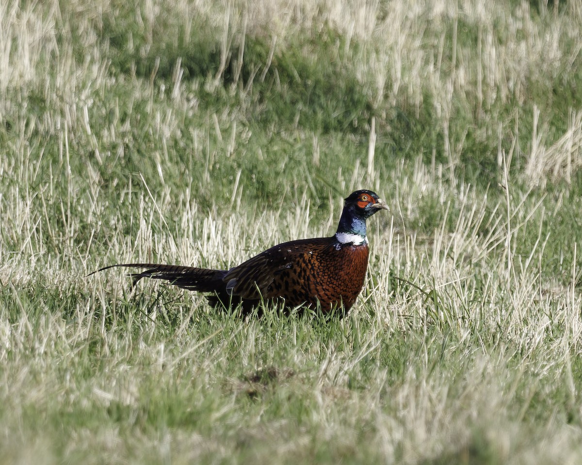 Ring-necked Pheasant - ML611215935
