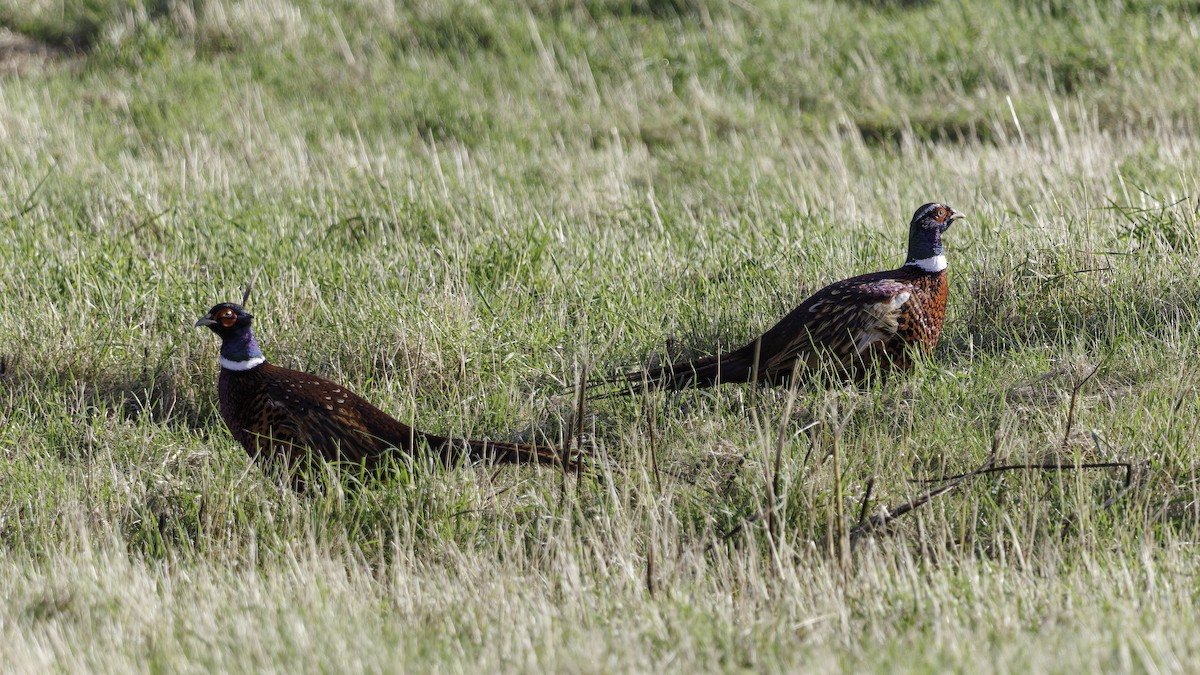 Ring-necked Pheasant - ML611215936
