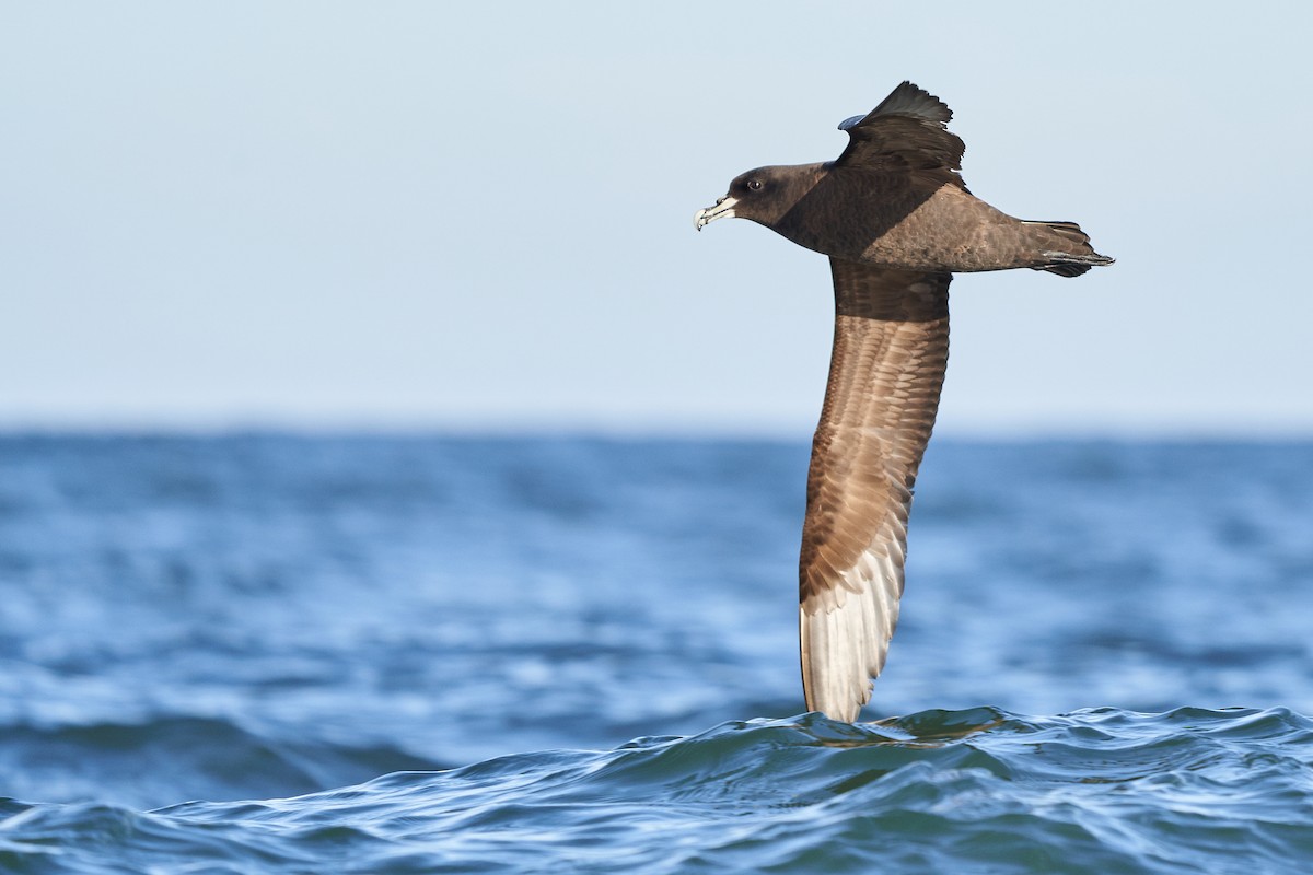 White-chinned Petrel - Hederd Torres García