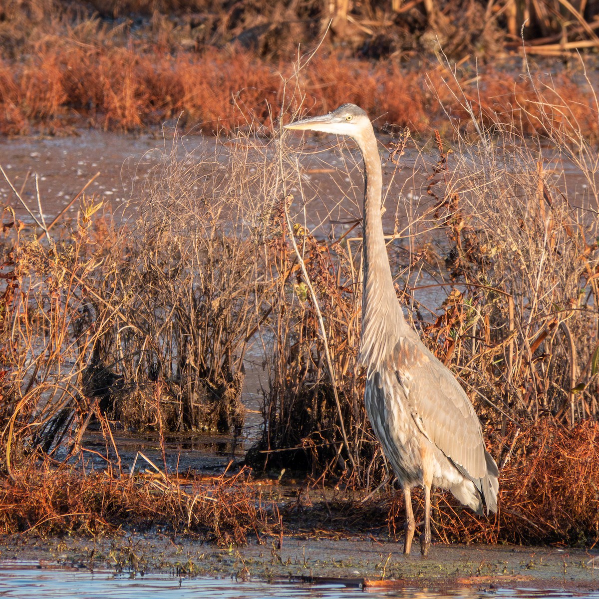 Great Blue Heron - Anonymous