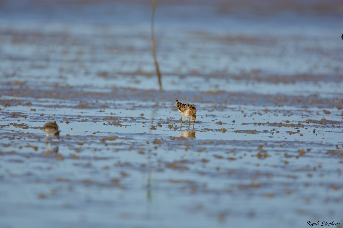 Sharp-tailed Sandpiper - ML611216146