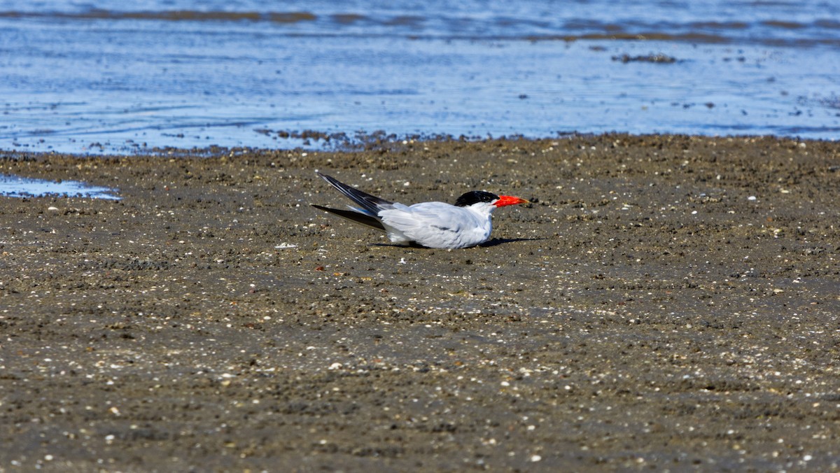 Caspian Tern - ML611216162