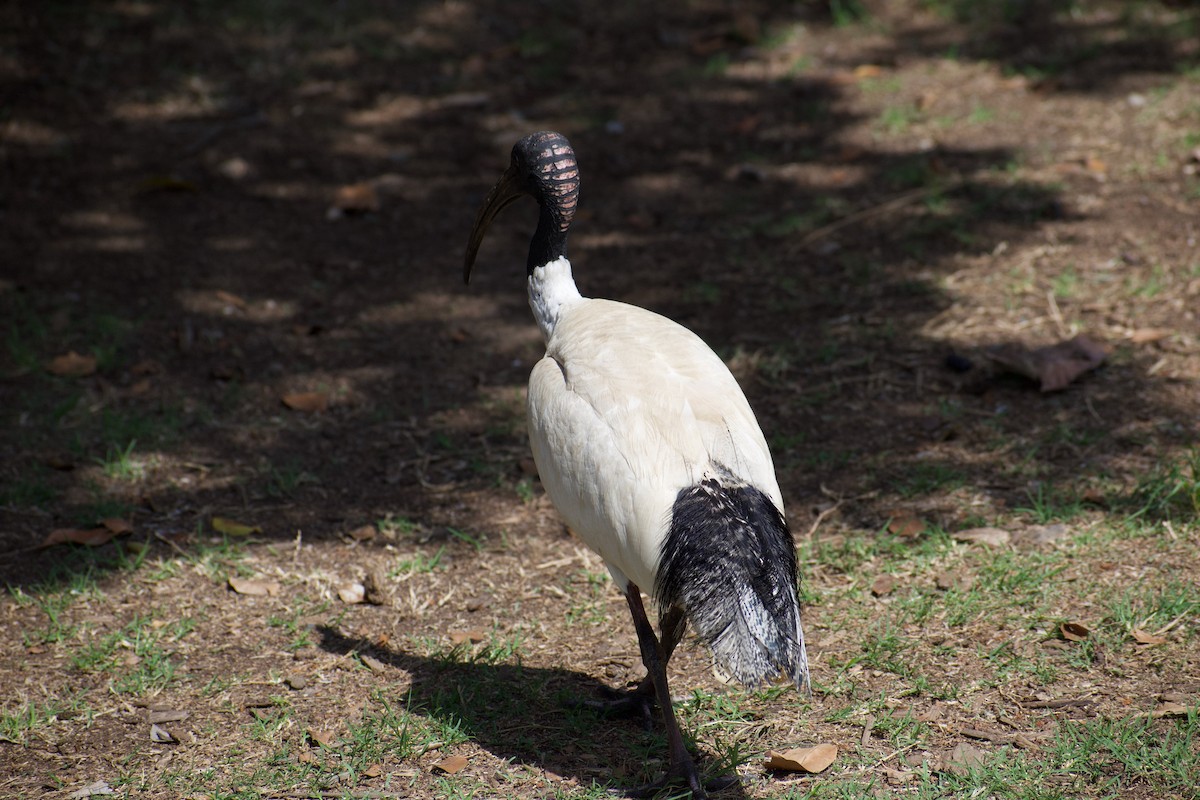 ibis australský - ML611216180