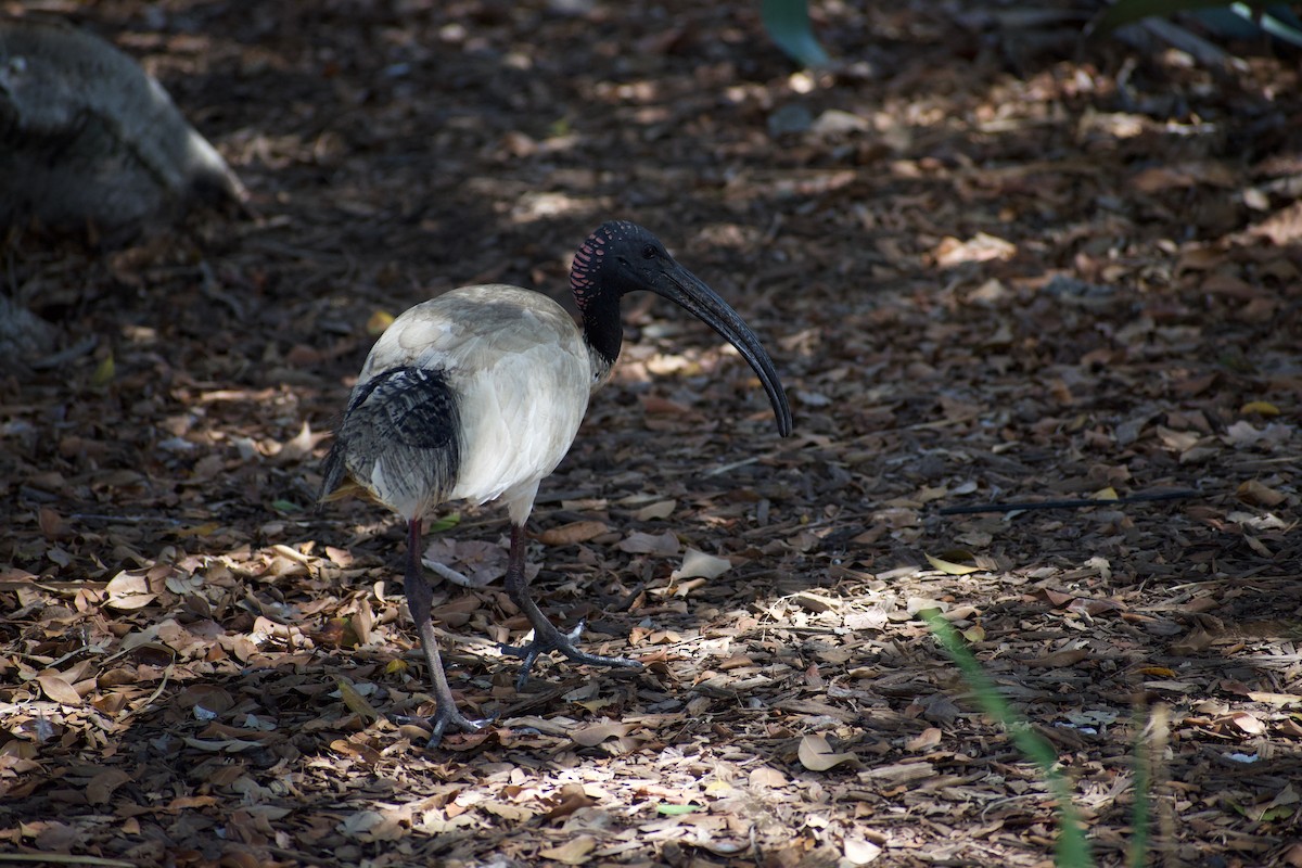 ibis australský - ML611216181