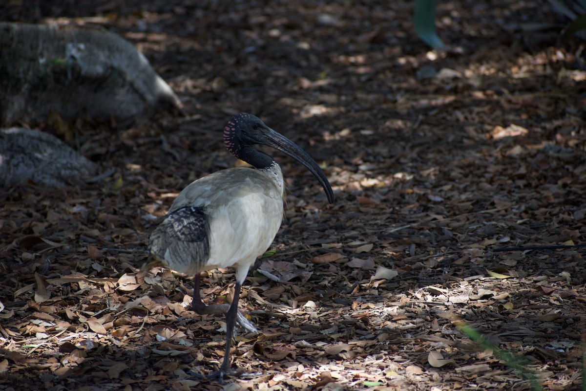 ibis australský - ML611216182
