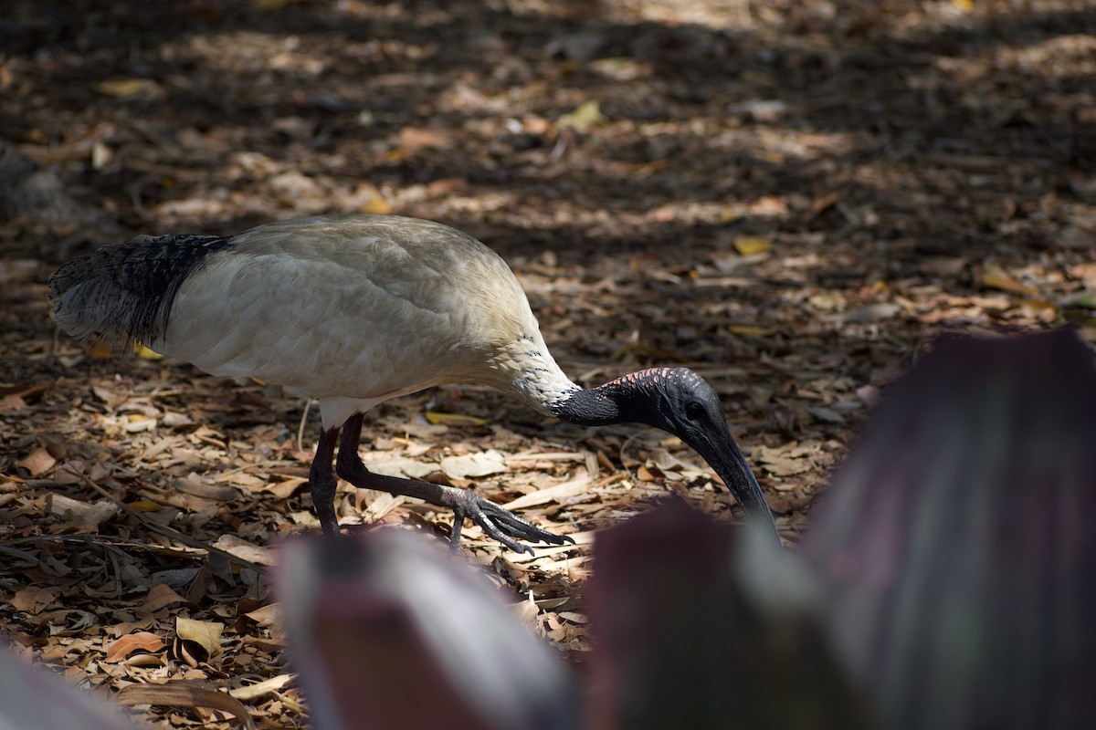 ibis australský - ML611216183