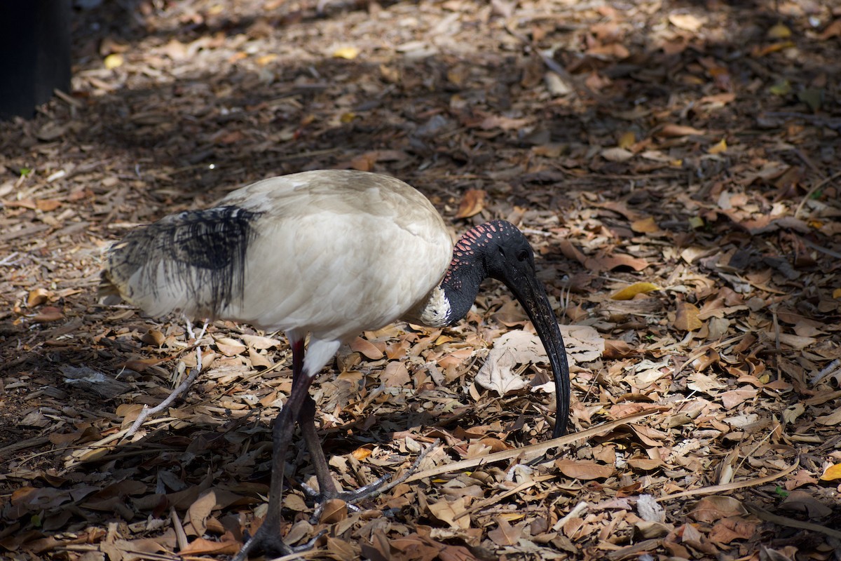 ibis australský - ML611216185
