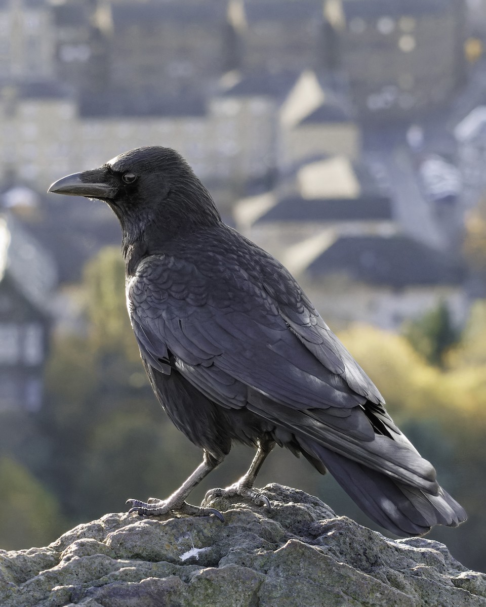 Carrion Crow - ML611216213