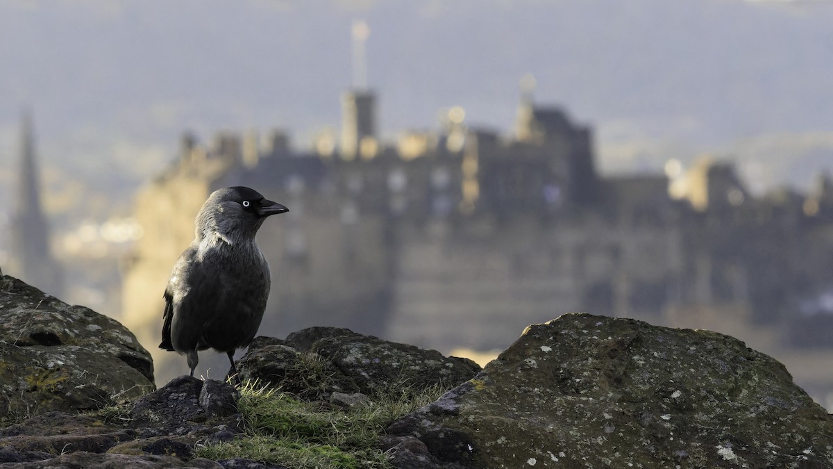 Eurasian Jackdaw - ML611216218