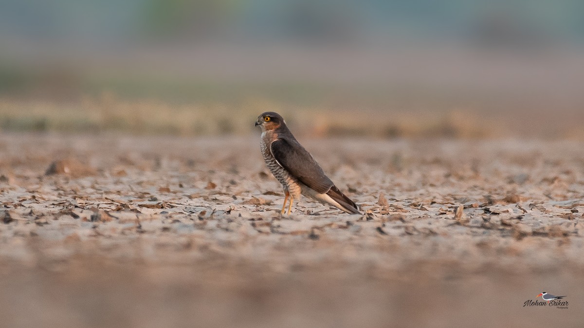 Eurasian Sparrowhawk - Mohan Srikar