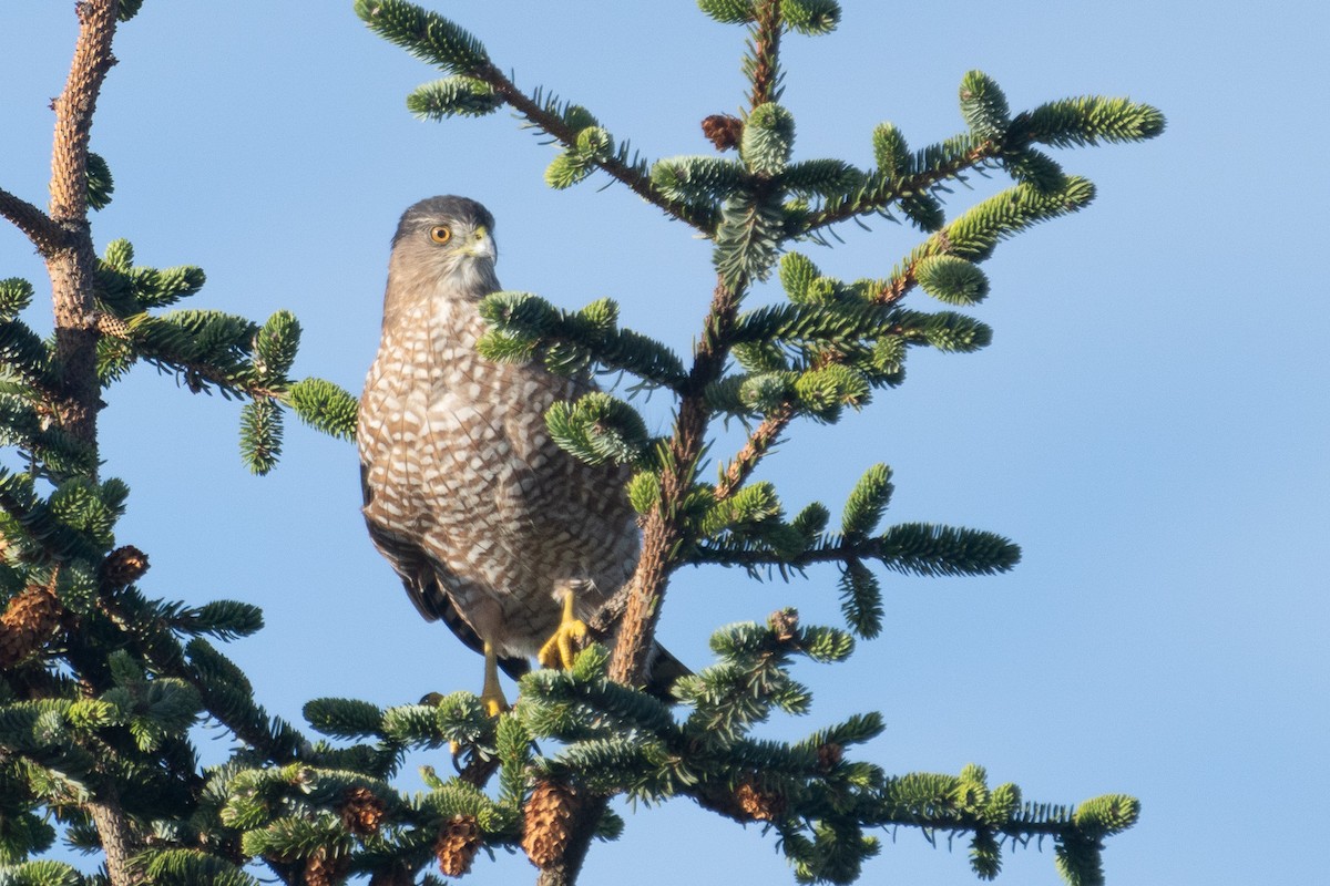 Cooper's Hawk - Elliott Bury