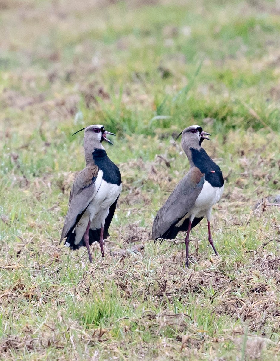 Southern Lapwing - Andra Florea