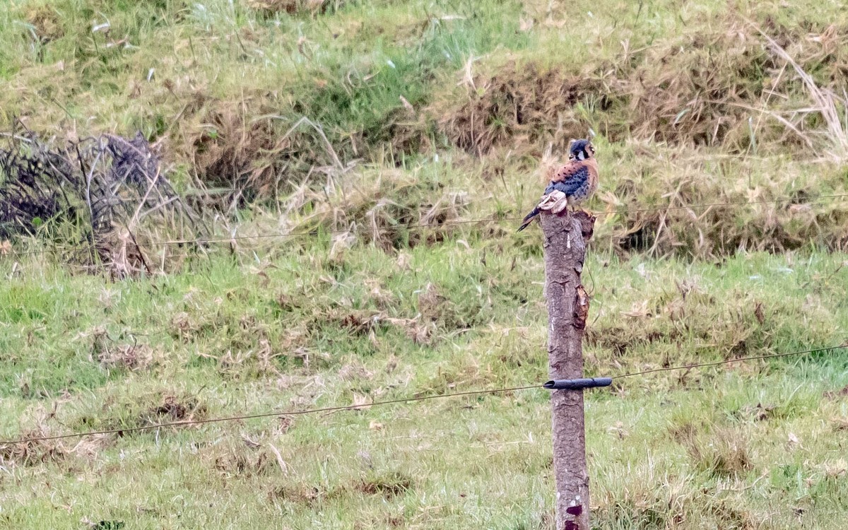 American Kestrel - Andra Florea