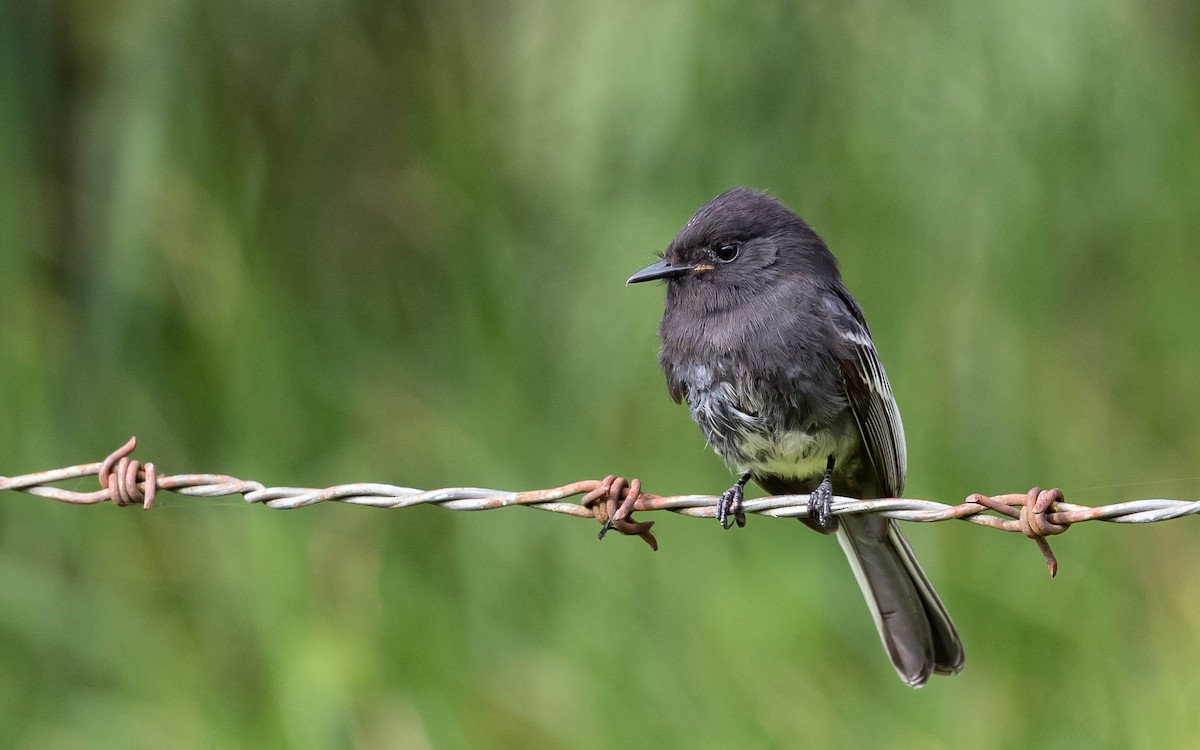 Black Phoebe (White-winged) - ML611216330