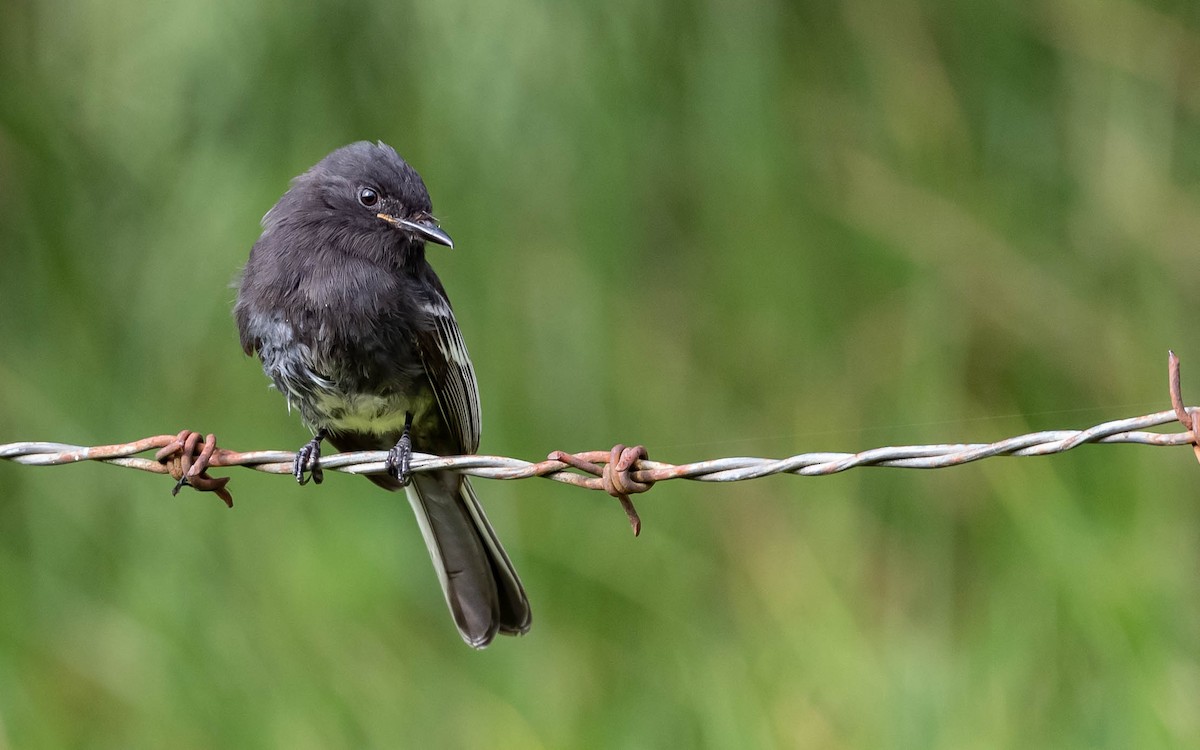 Black Phoebe (White-winged) - Andra Florea