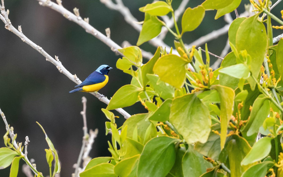 Golden-rumped Euphonia - ML611216338