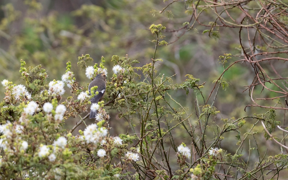 Cinereous Conebill - ML611216345