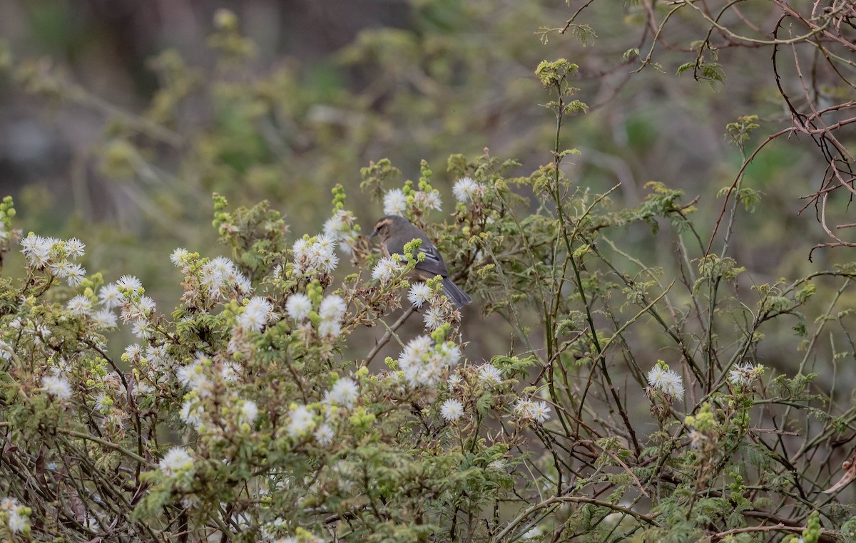 Cinereous Conebill - Andra Florea