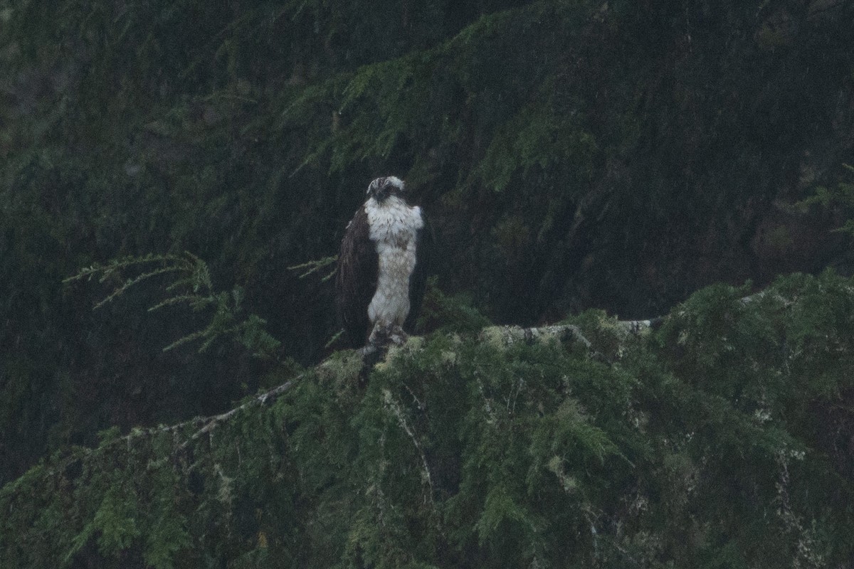 Balbuzard pêcheur - ML611216371