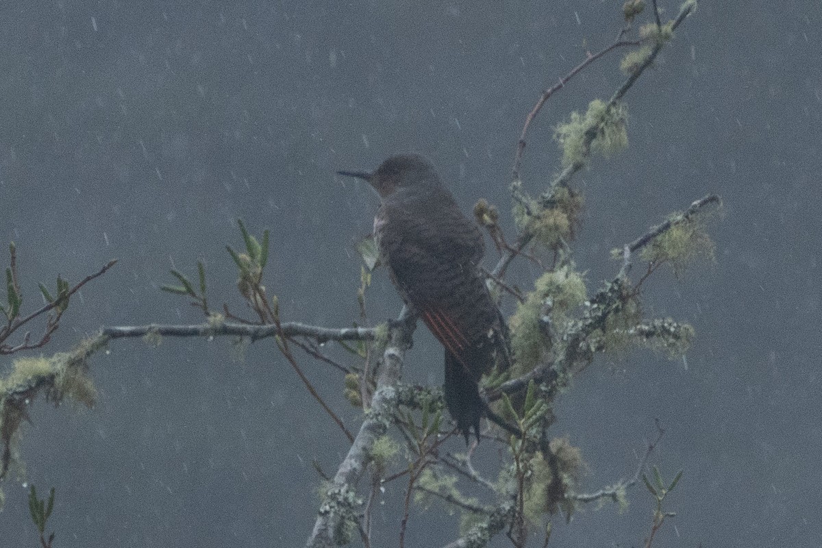 Northern Flicker - ML611216372