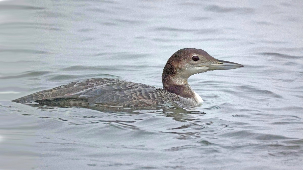 Common Loon - ML611216417