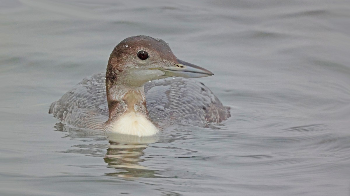 Common Loon - Curtis McCamy