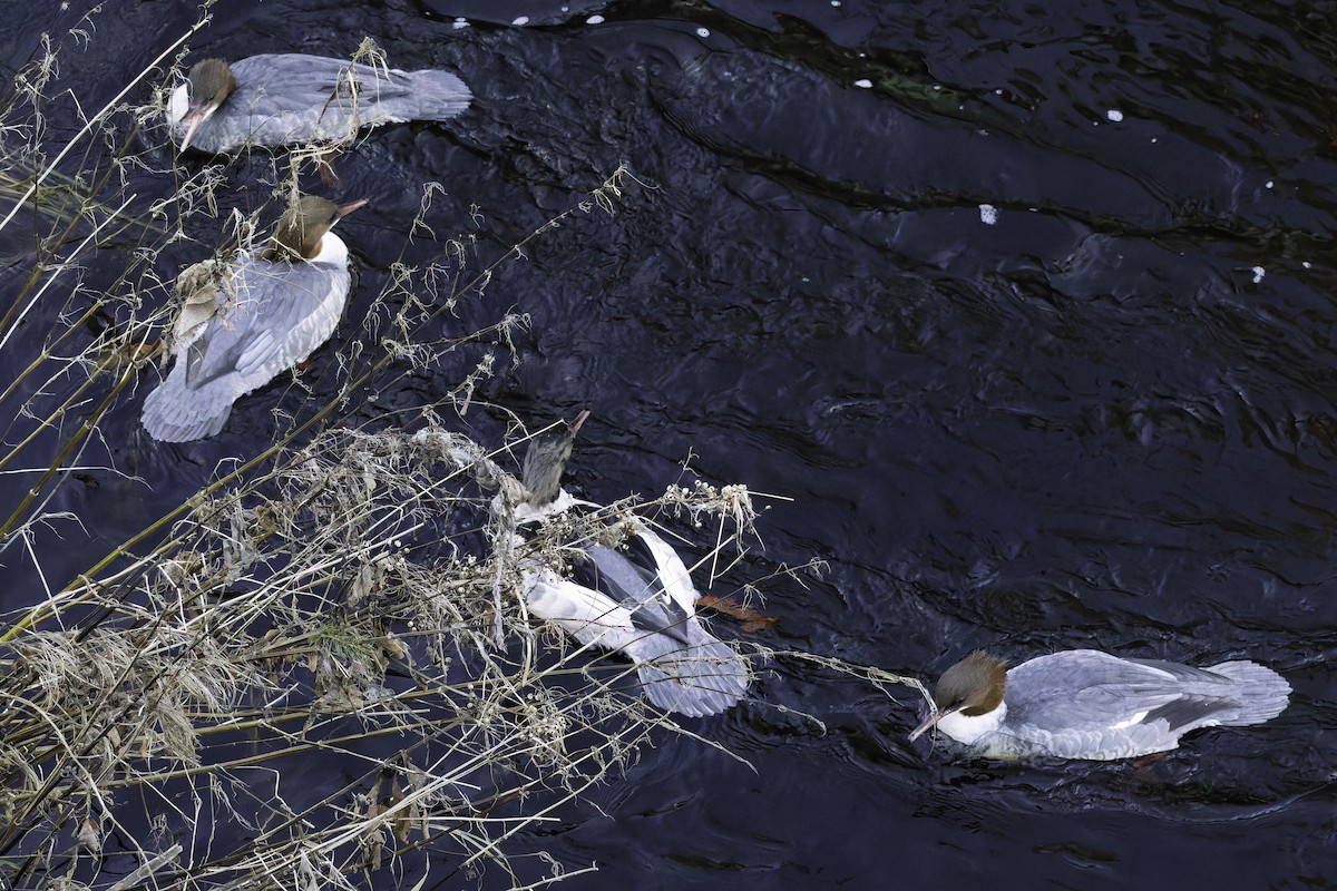 Common Merganser - ML611216438