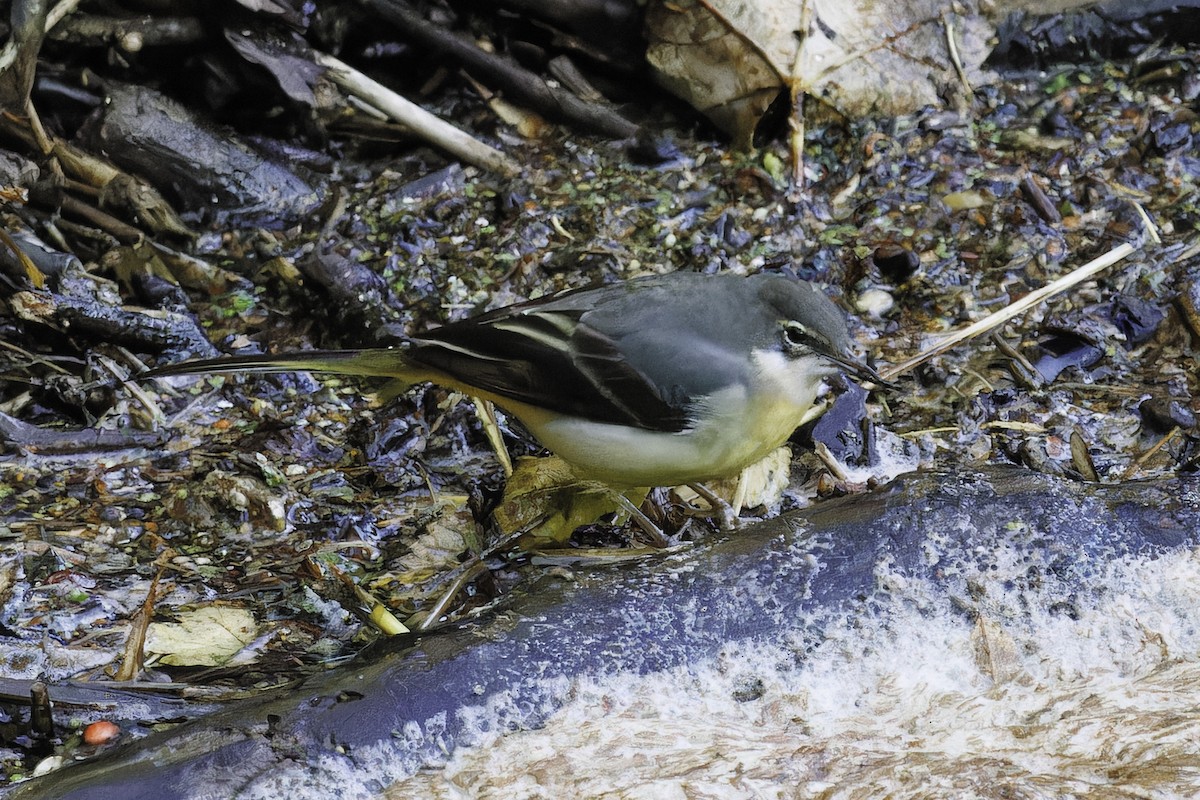 Gray Wagtail - Marc Sole