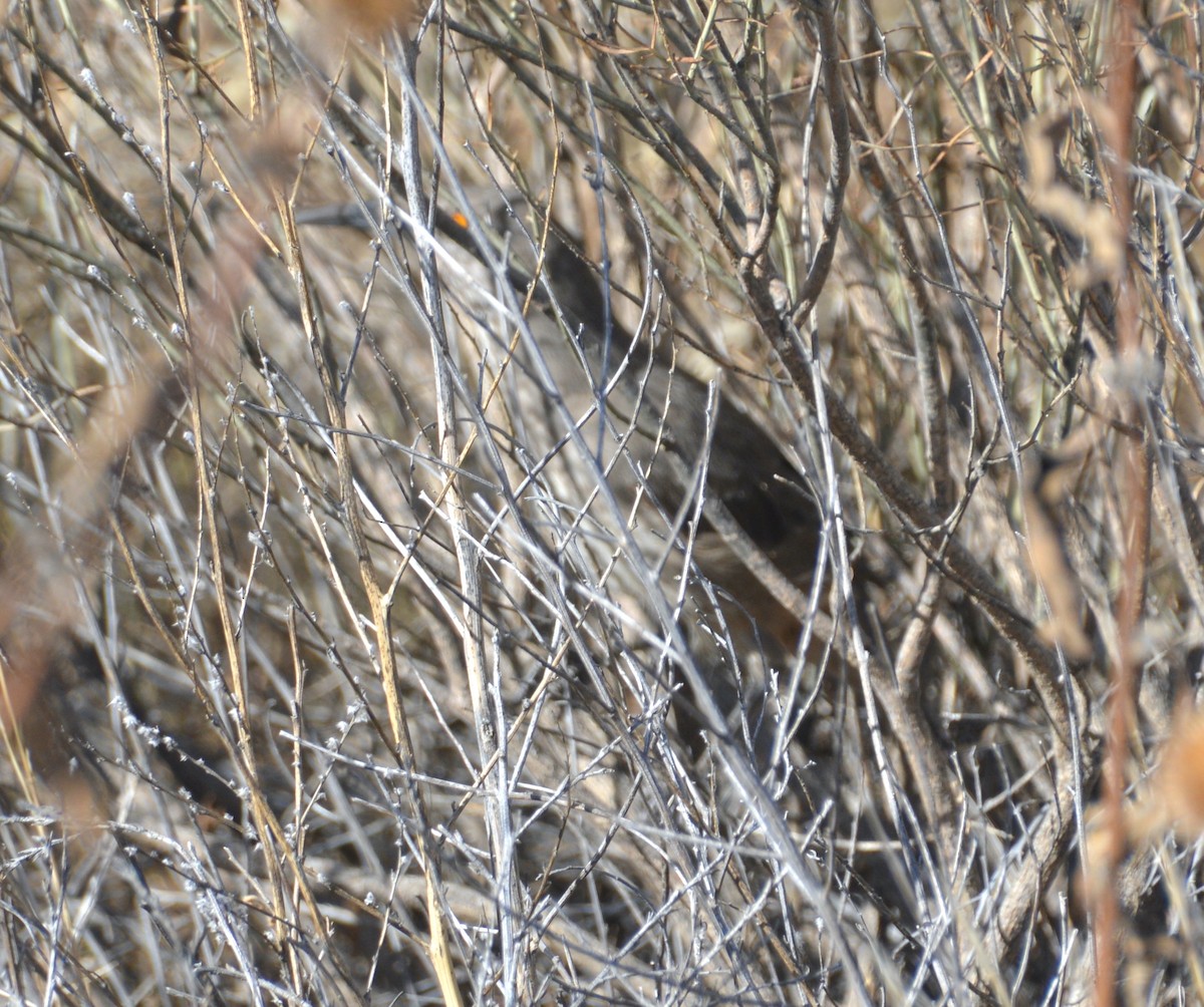 Curve-billed Thrasher - ML611216460