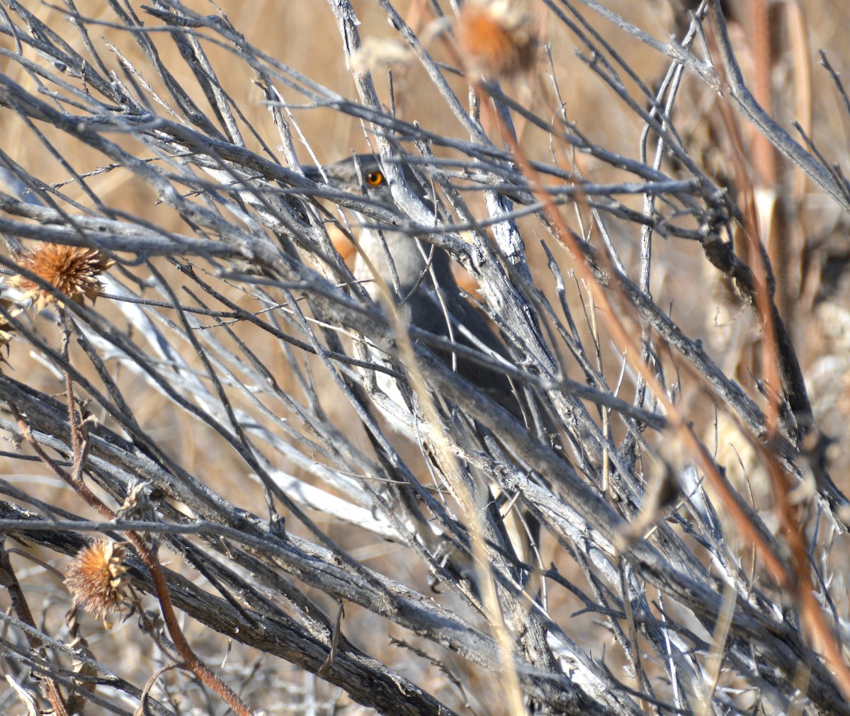 Curve-billed Thrasher - ML611216461