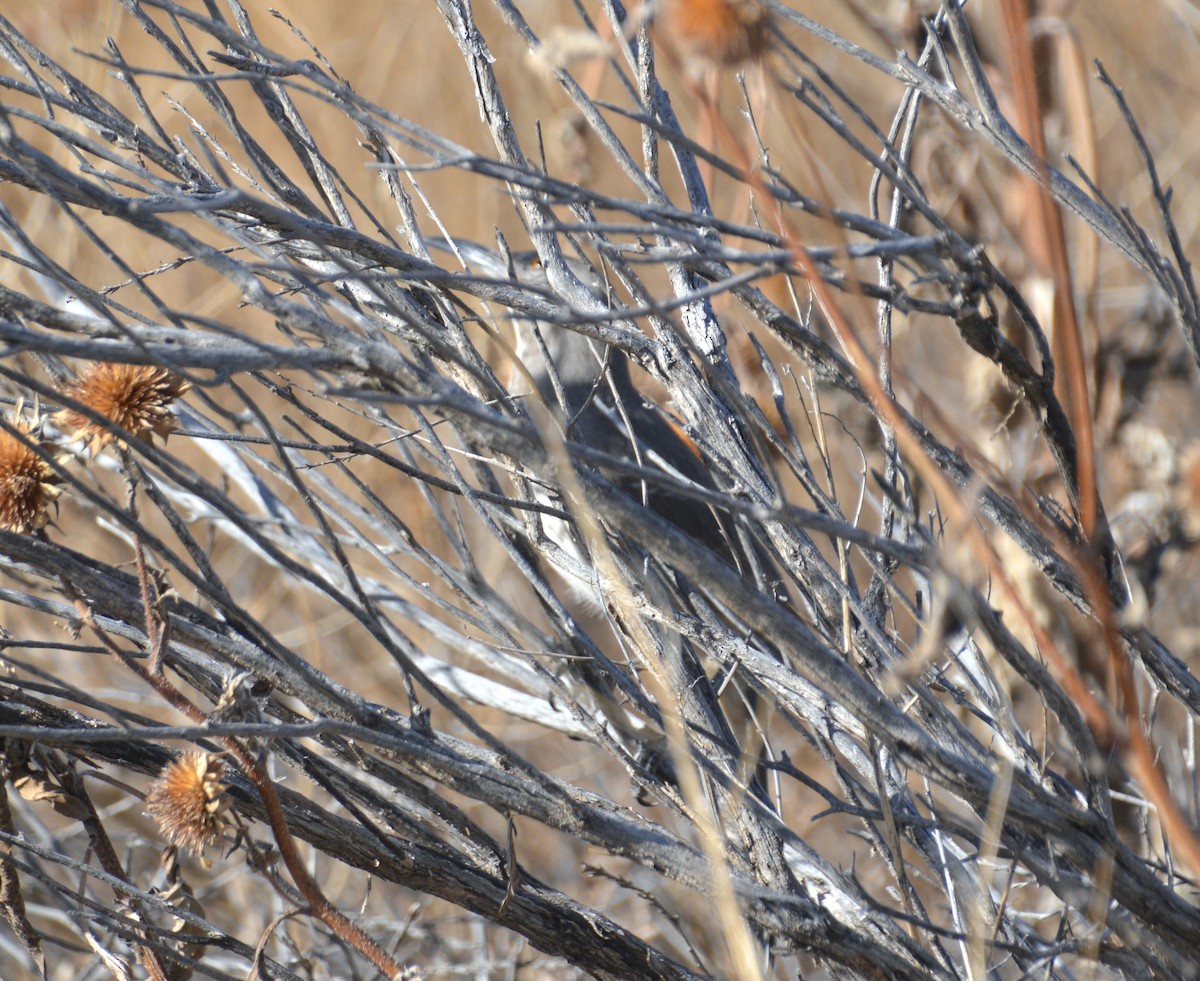 Curve-billed Thrasher - ML611216462