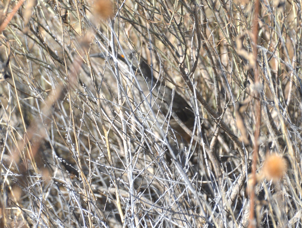 Curve-billed Thrasher - ML611216490