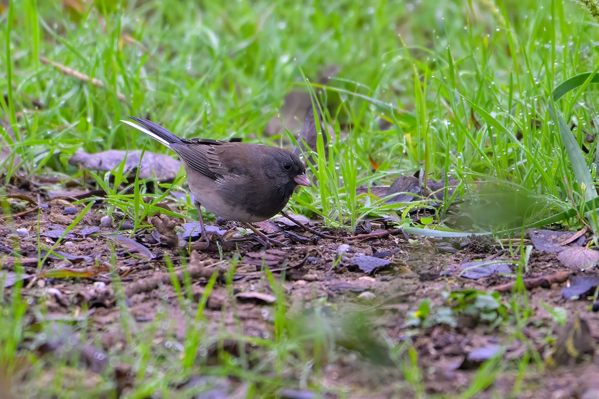 Dark-eyed Junco - ML611216560