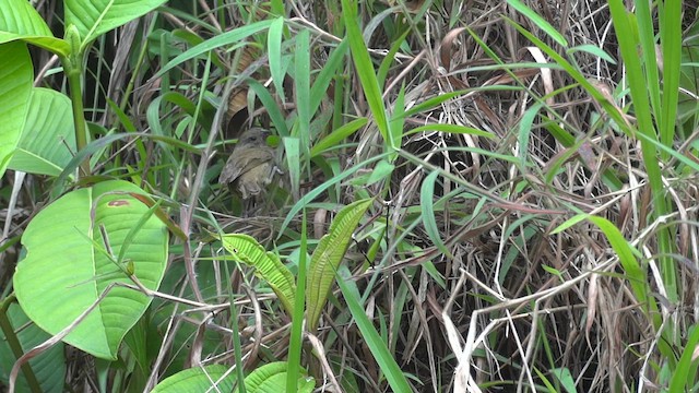 Thick-billed Seed-Finch - ML611216621